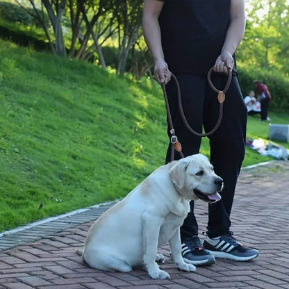 Laisse chien