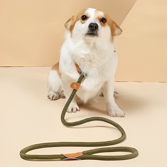 Laisse chien