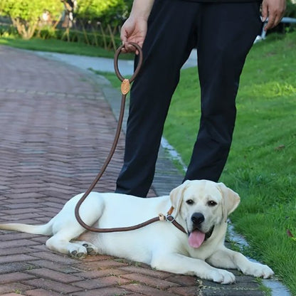 Laisse chien
