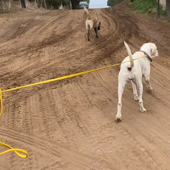 Laisse pour chien