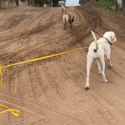 Laisse pour chien