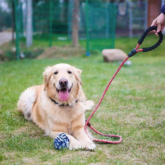 Laisse pour chien
