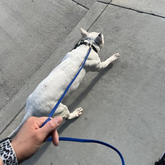 Laisse pour chien