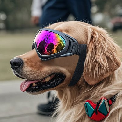 Lunettes pour chien
