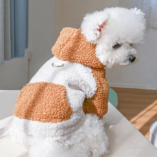 Pull chien
