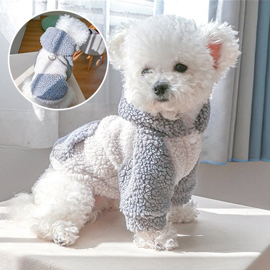 Pull chien