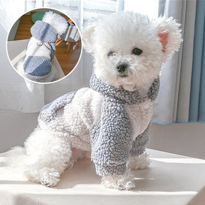 Pull chien