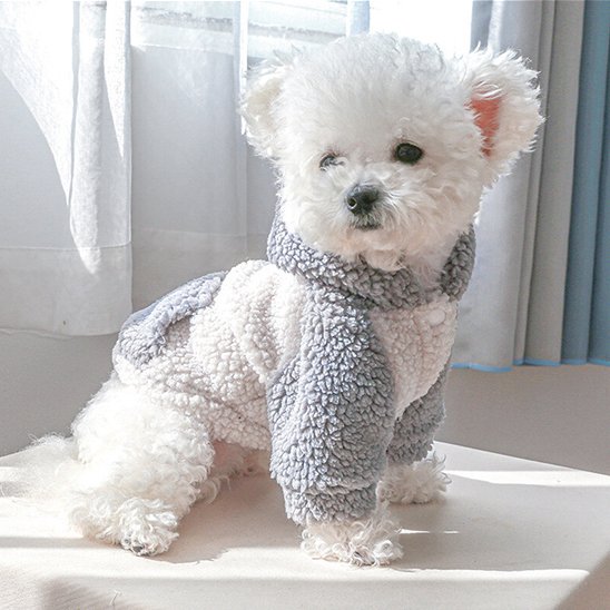 Pull chien