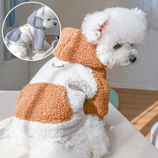 Pull chien
