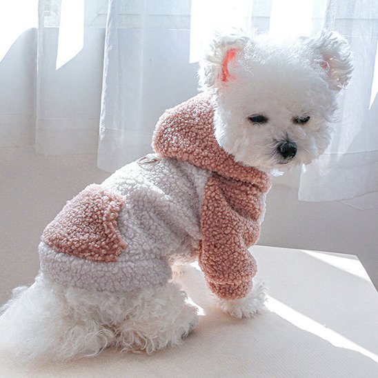 Pull chien