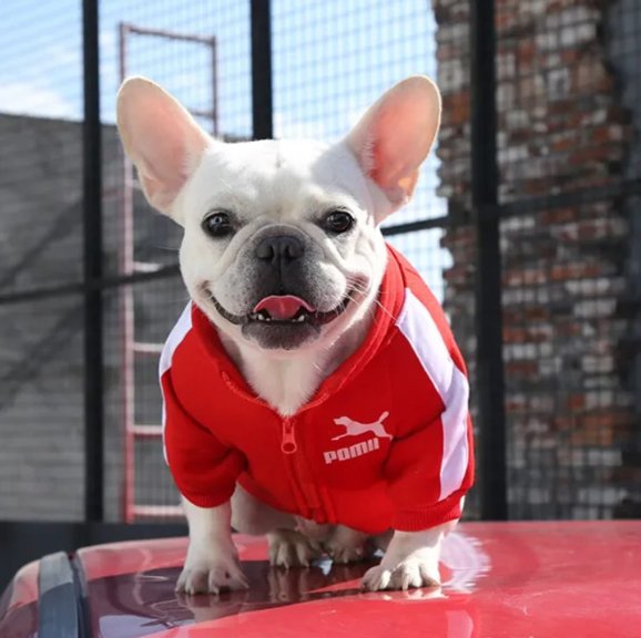 Pull chien