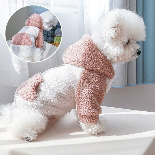 Pull chien