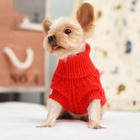 Pull pour chien 
