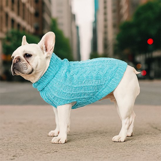 Pull pour chien